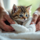 Chaton humide enveloppe dans une serviette blanche