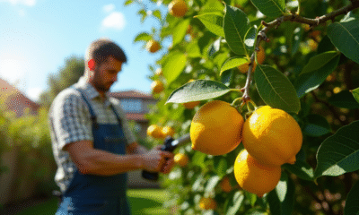Jardinier taillant un citronnier vert et fruité en plein soleil