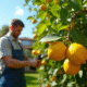 Jardinier taillant un citronnier vert et fruité en plein soleil